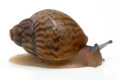 Achatina achatina achatina Ghana typ 2a x Nigeria typ 2a albino body juvenil